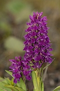 David Plant Photography - Wildlife Photography - Northern marsh orchid - C