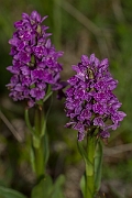 David Plant Photography - Wildlife Photography - Northern marsh orchid - F