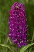 David Plant Photography - Wildlife Photography - Northern marsh orchid - G