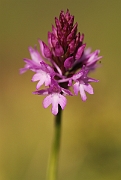 David Plant Photography - Wildlife Photography - Pyramidal orchid - A
