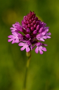 David Plant Photography - Wildlife Photography - Pyramidal orchid - B