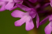David Plant Photography - Wildlife Photography - Pyramidal orchid - C