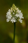 David Plant Photography - Wildlife Photography - Pyramidal orchid - D