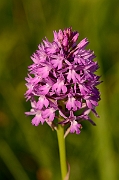 David Plant Photography - Wildlife Photography - Pyramidal orchid - E