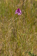 David Plant Photography - Wildlife Photography - Pyramidal orchid - F