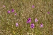 David Plant Photography - Wildlife Photography - Pyramidal orchid - G