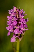 David Plant Photography - Wildlife Photography - Southern marsh orchid - A