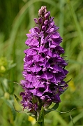 David Plant Photography - Wildlife Photography - Southern marsh orchid - F