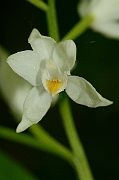 David Plant Photography - Wildlife Photography - Sword-leaved helleborine - A