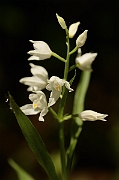 David Plant Photography - Wildlife Photography - Sword-leaved helleborine - B