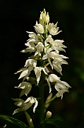 David Plant Photography - Wildlife Photography - Sword-leaved helleborine - C