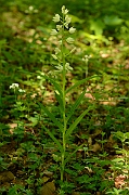 David Plant Photography - Wildlife Photography - Sword-leaved helleborine - D