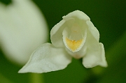 David Plant Photography - Wildlife Photography - Sword-leaved helleborine - E