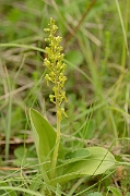 David Plant Photography - Wildlife Photography - Twayblade - A