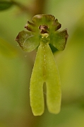 David Plant Photography - Wildlife Photography - Twayblade - B