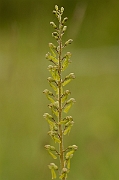 David Plant Photography - Wildlife Photography - Twayblade - F