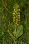 David Plant Photography - Wildlife Photography - Twayblade - I