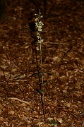 David Plant Photography - Wildlife Photography - Violet helleborine - B
