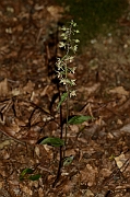 David Plant Photography - Wildlife Photography - Violet helleborine - F
