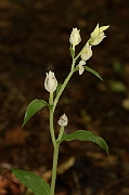 David Plant Photography - Wildlife Photography - White helleborine - A
