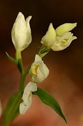 David Plant Photography - Wildlife Photography - White helleborine - B