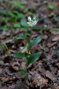 David Plant Photography - Wildlife Photography - White helleborine - F
