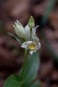 David Plant Photography - Wildlife Photography - White helleborine - G