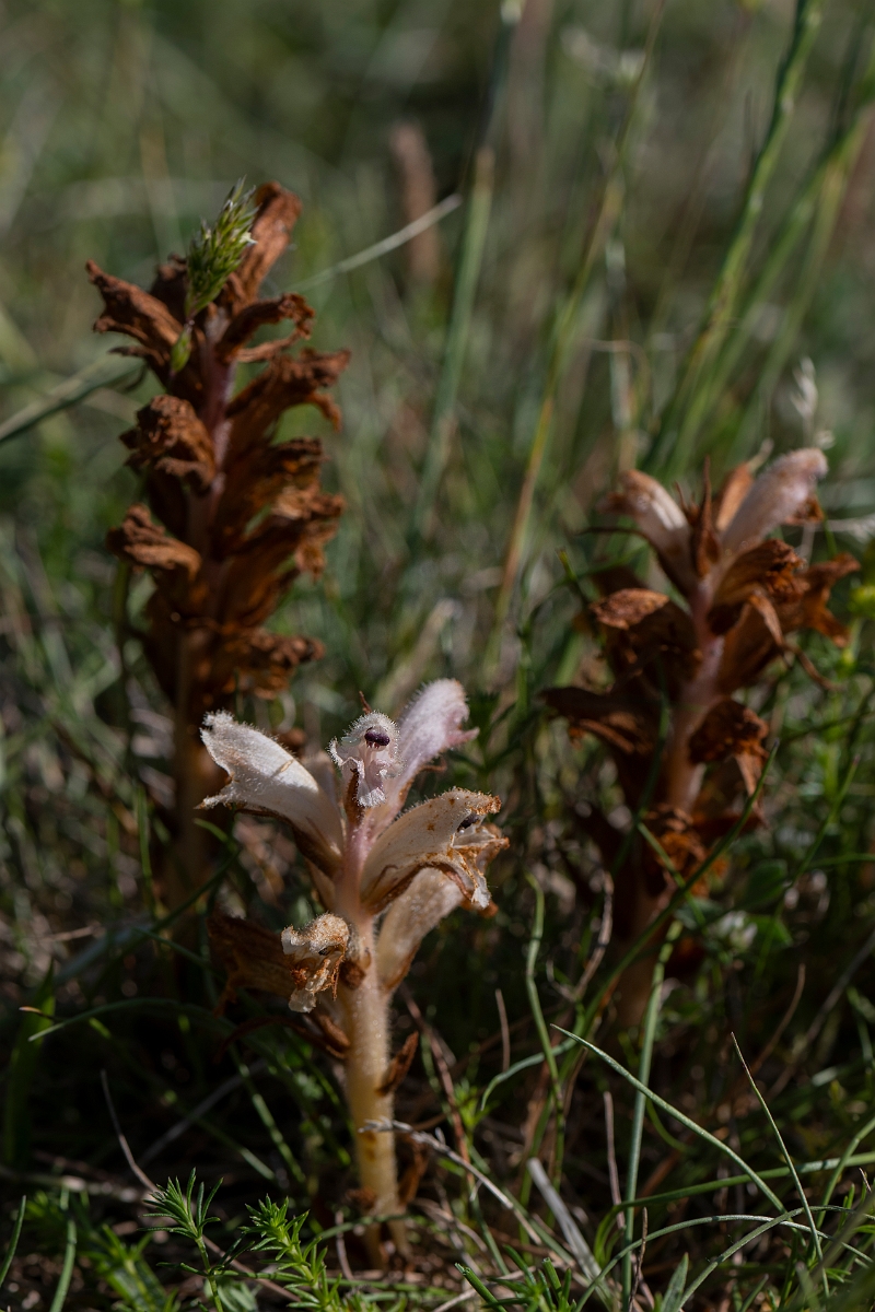 David Plant Photography - Wildlife Photography - Bedstraw broomrape - A.JPG - Bedstraw broomrape - Kent