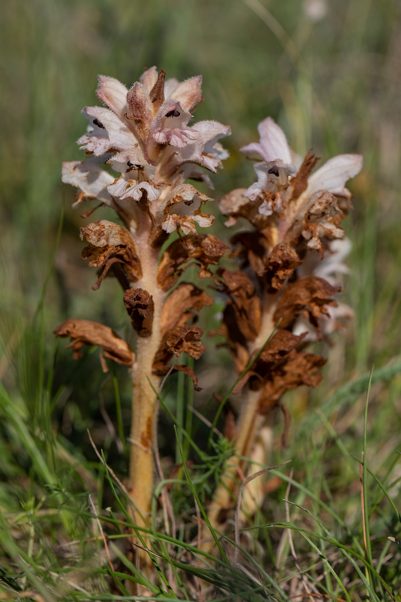 David Plant Photography - Wildlife Photography - Bedstraw broomrape - D.JPG - Bedstraw broomrape - Kent