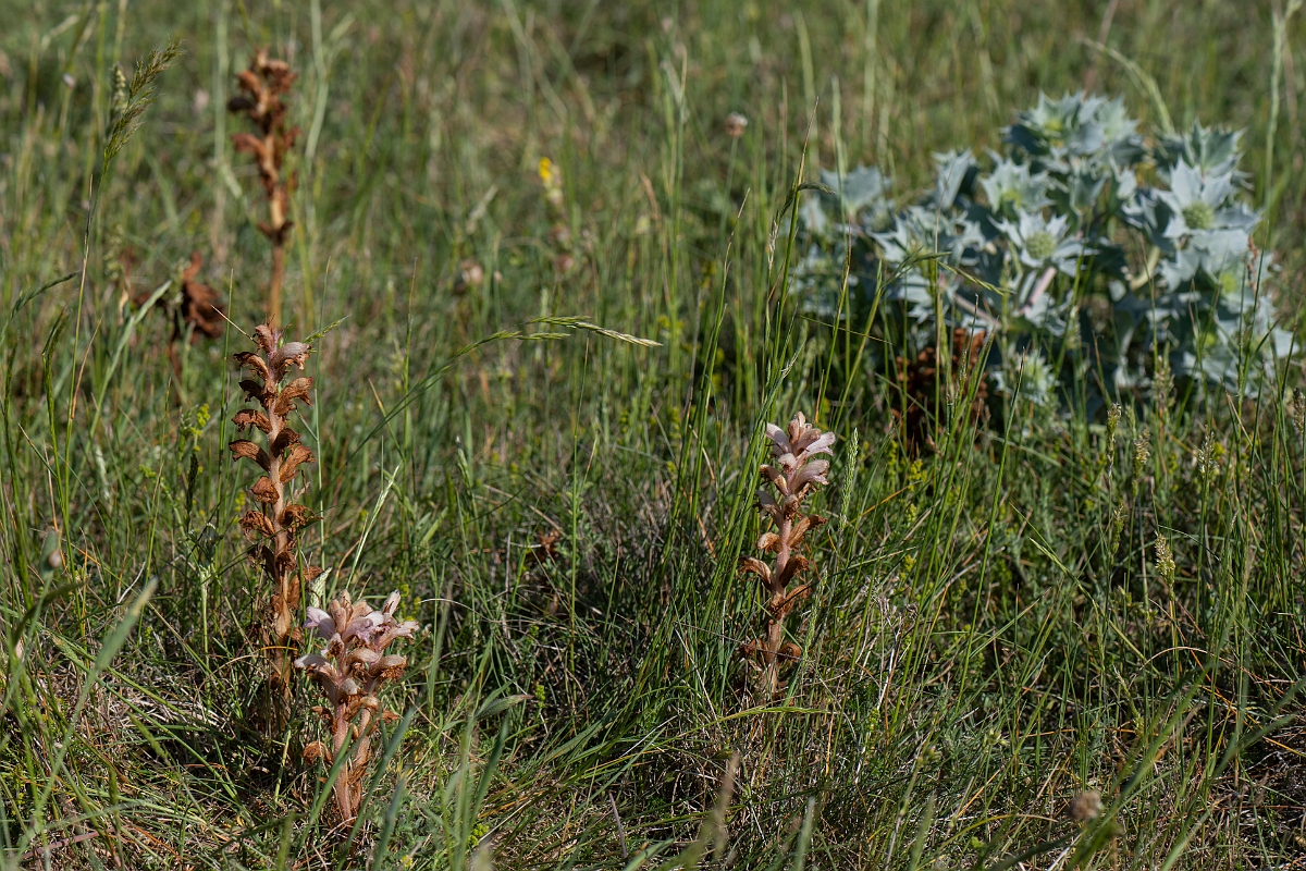 David Plant Photography - Wildlife Photography - Bedstraw broomrape - G.JPG - Bedstraw broomrape - Kent