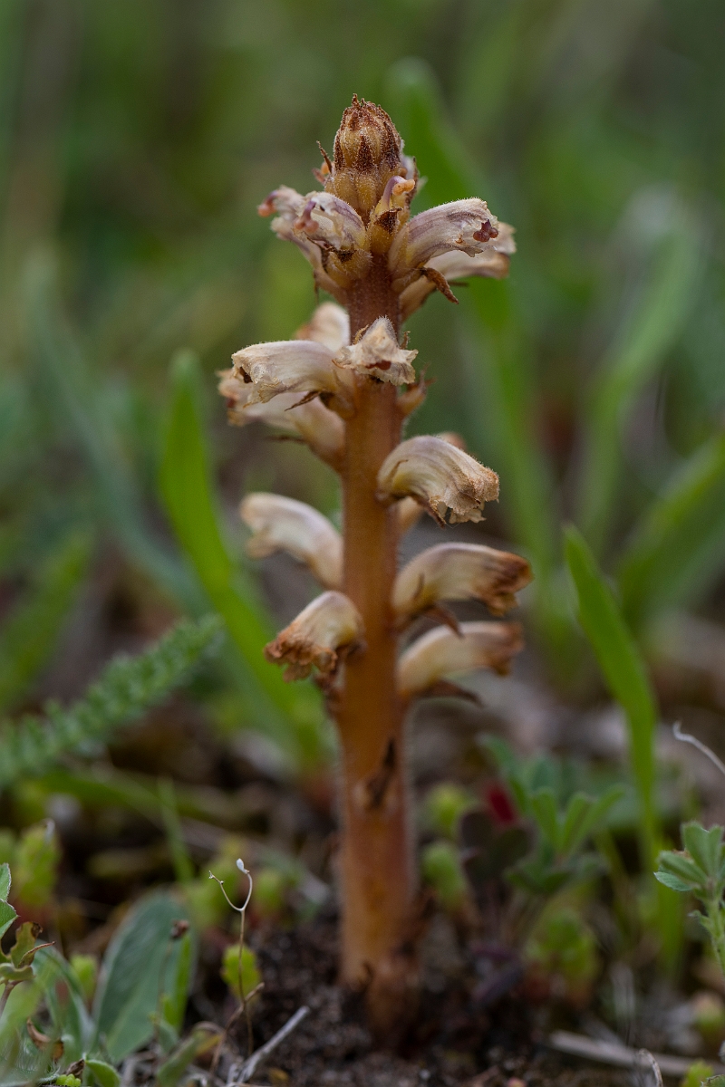 David Plant Photography - Wildlife Photography - Common broomrape - D.JPG - Bedstraw broomrape - Kent