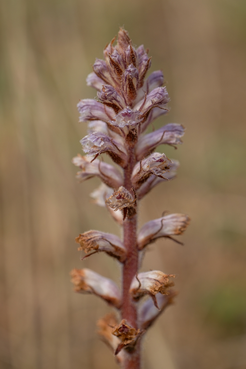 David Plant Photography - Wildlife Photography - Common broomrape - E.jpg - Common broomrape - Kent
