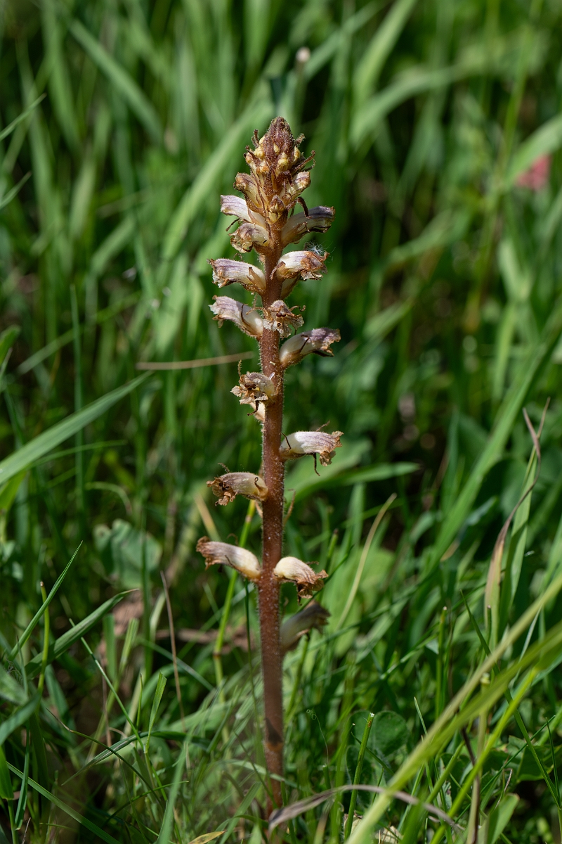 David Plant Photography - Wildlife Photography - Common broomrape - F.jpg - Common broomrape - Norfolk