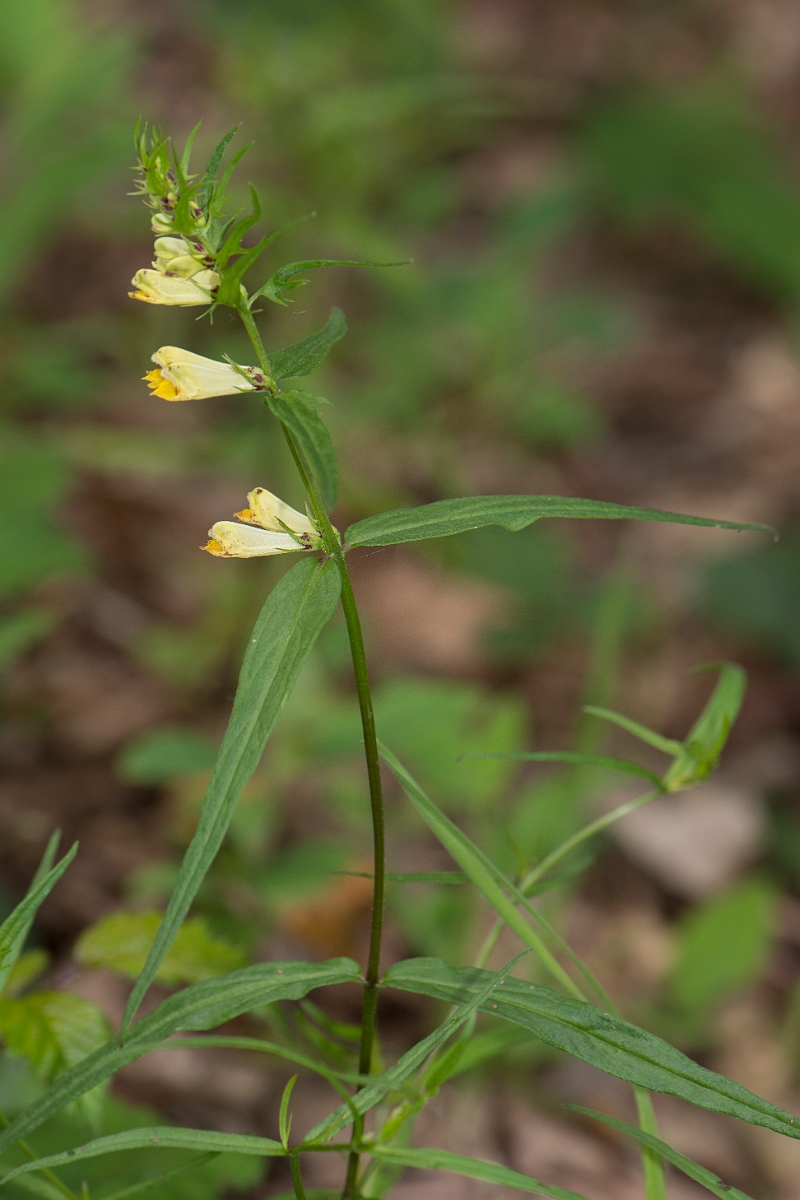 David Plant Photography - Wildlife Photography - Common cow-wheat - A.jpg - Common cow-wheat - Kent