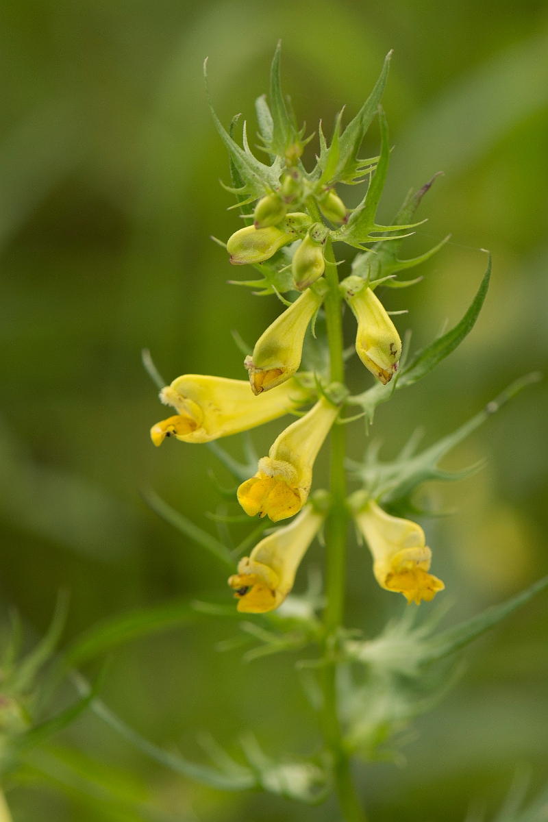 David Plant Photography - Wildlife Photography - Common cow-wheat - B.jpg - Common cow-wheat - Kent