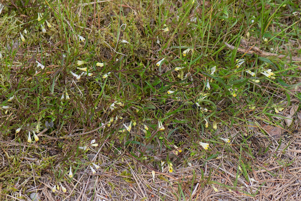 David Plant Photography - Wildlife Photography - Common cow-wheat - D.JPG - Common cow-wheat - Cairngorms