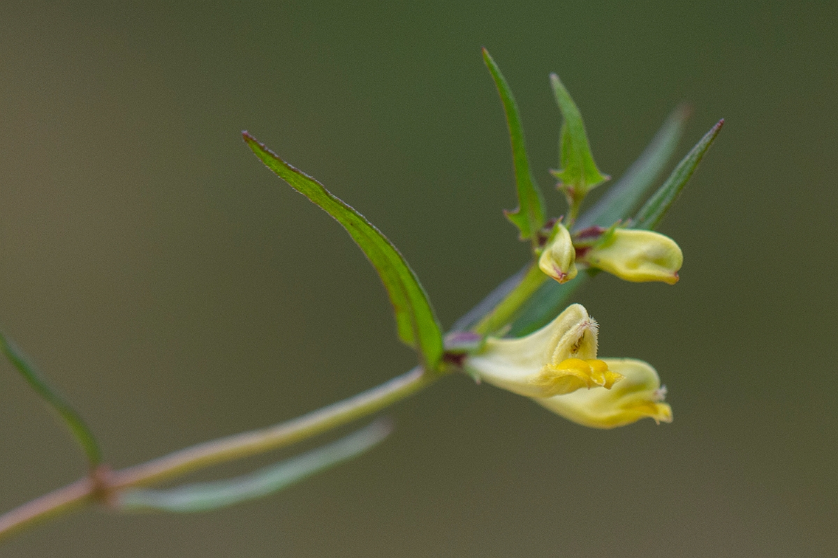 David Plant Photography - Wildlife Photography - Common cow-wheat - H.JPG - Common cow-wheat - Cairngorms