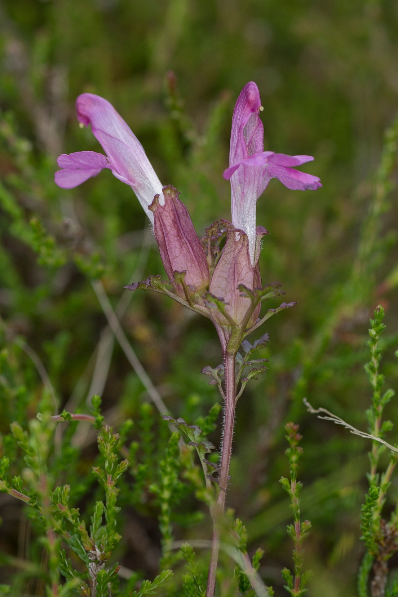 David Plant Photography - Wildlife Photography - Common lousewort - A.jpg - Common lousewort - Ayrshire