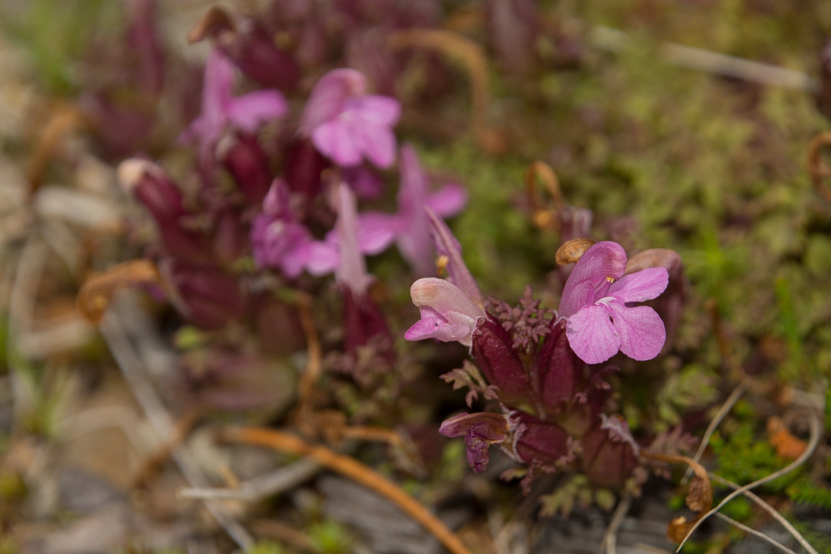 David Plant Photography - Wildlife Photography - Common lousewort - B.jpg - Common lousewort - Higlands
