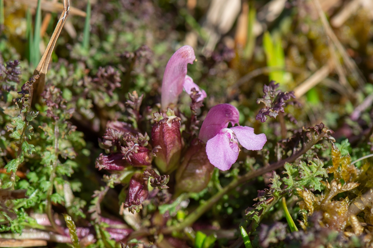 David Plant Photography - Wildlife Photography - Common lousewort - C.JPG - Common lousewort - Dorset