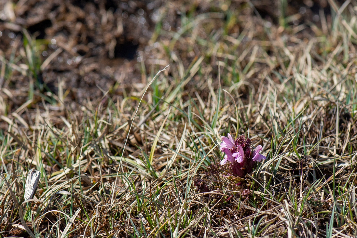 David Plant Photography - Wildlife Photography - Common lousewort - E.JPG - Common lousewort - Dorset