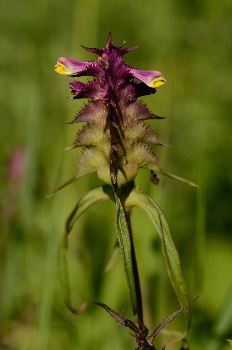 David Plant Photography - Wildlife Photography - Crested cow-wheat - A.jpg - Crested cow-wheat - Bedfordshire