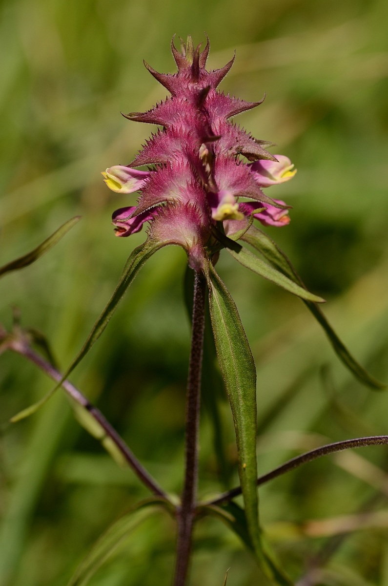 David Plant Photography - Wildlife Photography - Crested cow-wheat - D.jpg - Crested cow-wheat - Bedfordshire
