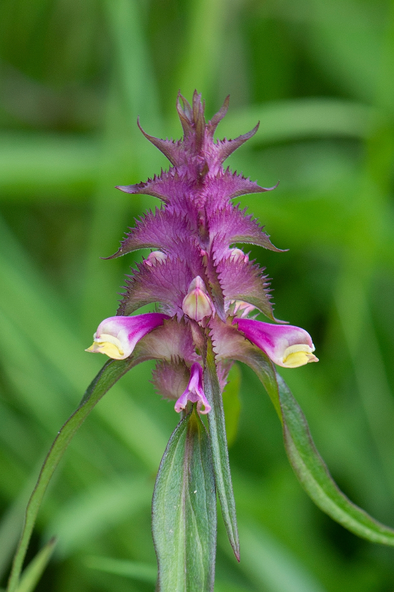 David Plant Photography - Wildlife Photography - Crested cow-wheat - E.JPG - Crested cow-wheat flowerhead - Bedfordshire