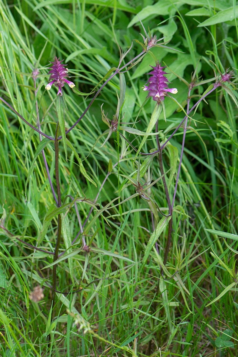 David Plant Photography - Wildlife Photography - Crested cow-wheat - F.JPG - Crested cow-wheat plants - Bedfordshire