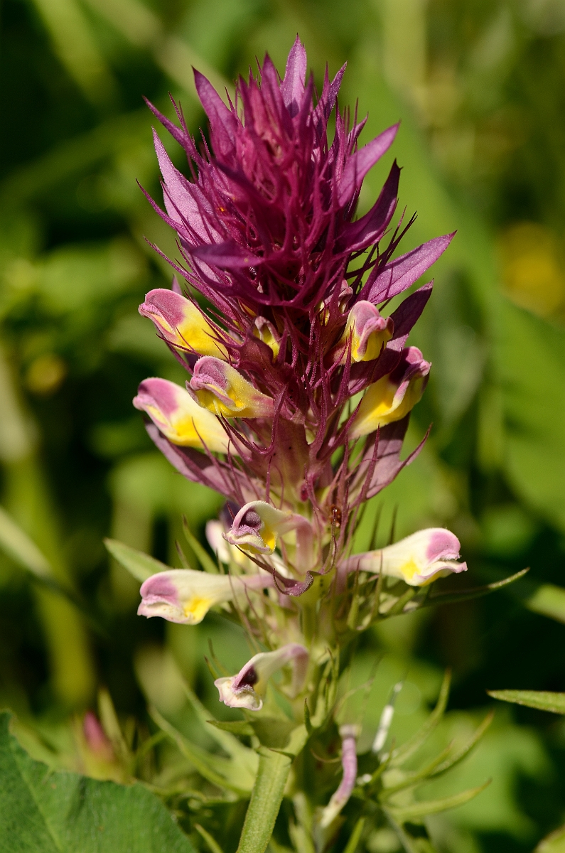 David Plant Photography - Wildlife Photography - Field cow-wheat - B.jpg - Field cow-wheat - West Midlands