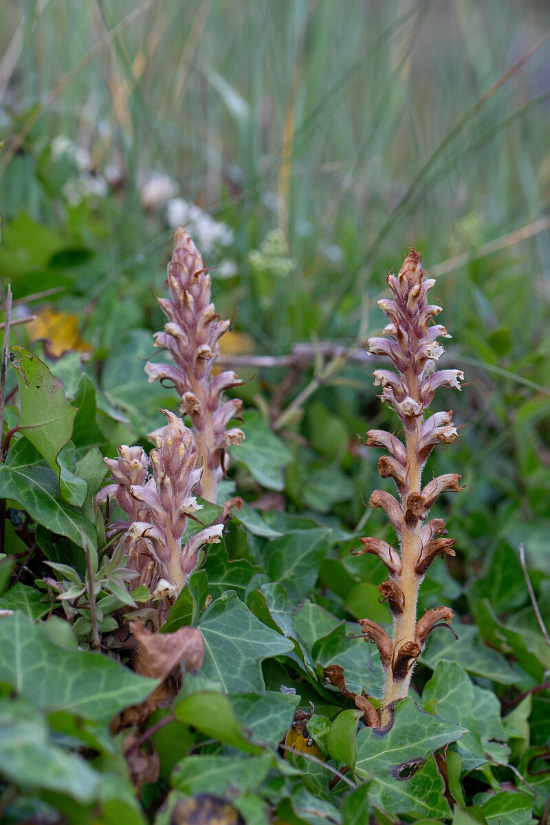 David Plant Photography - Wildlife Photography - Ivy broomrape - B.jpg - Ivy broomrape - Cornwall