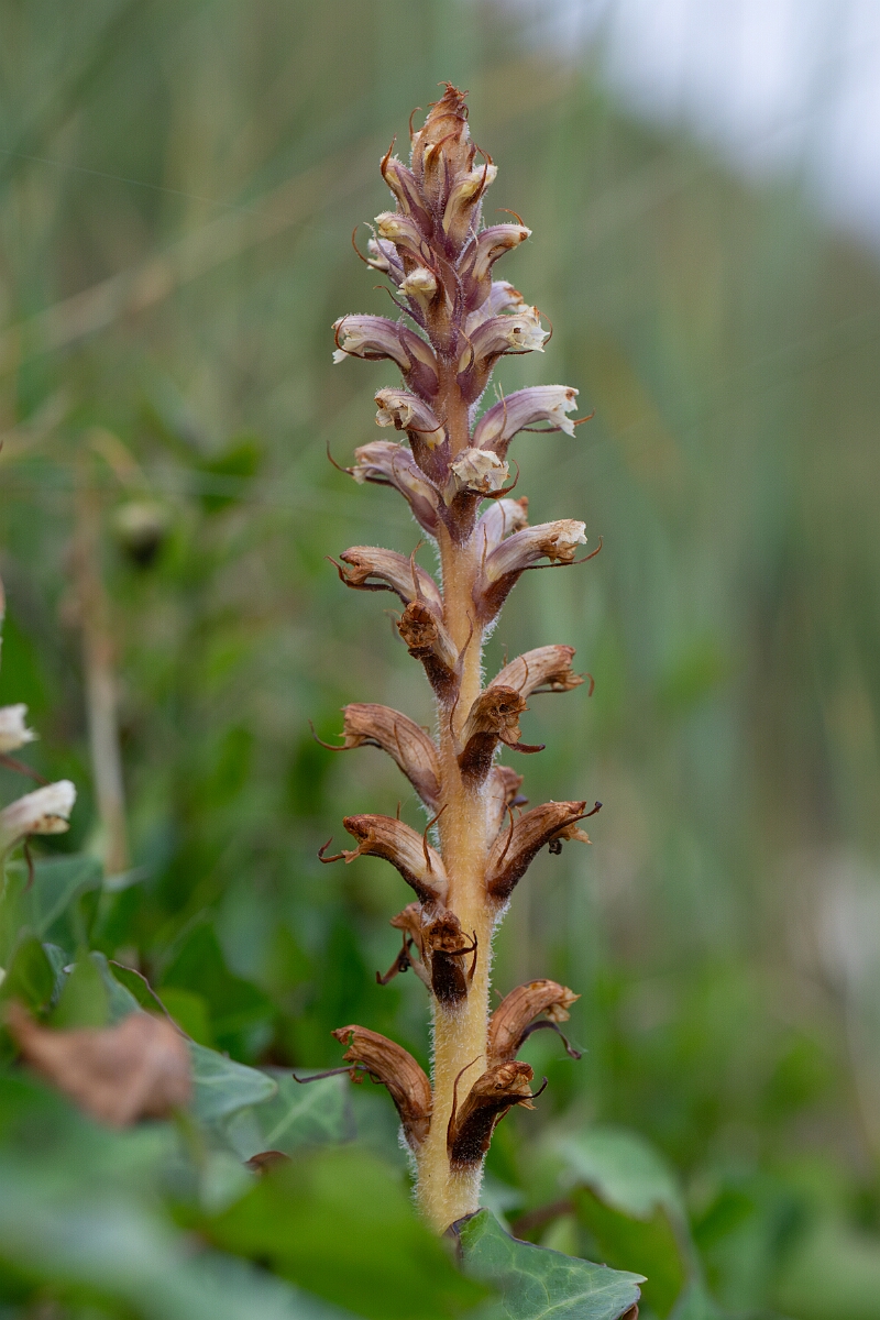 David Plant Photography - Wildlife Photography - Ivy broomrape - D.jpg - Ivy broomrape - Cornwall
