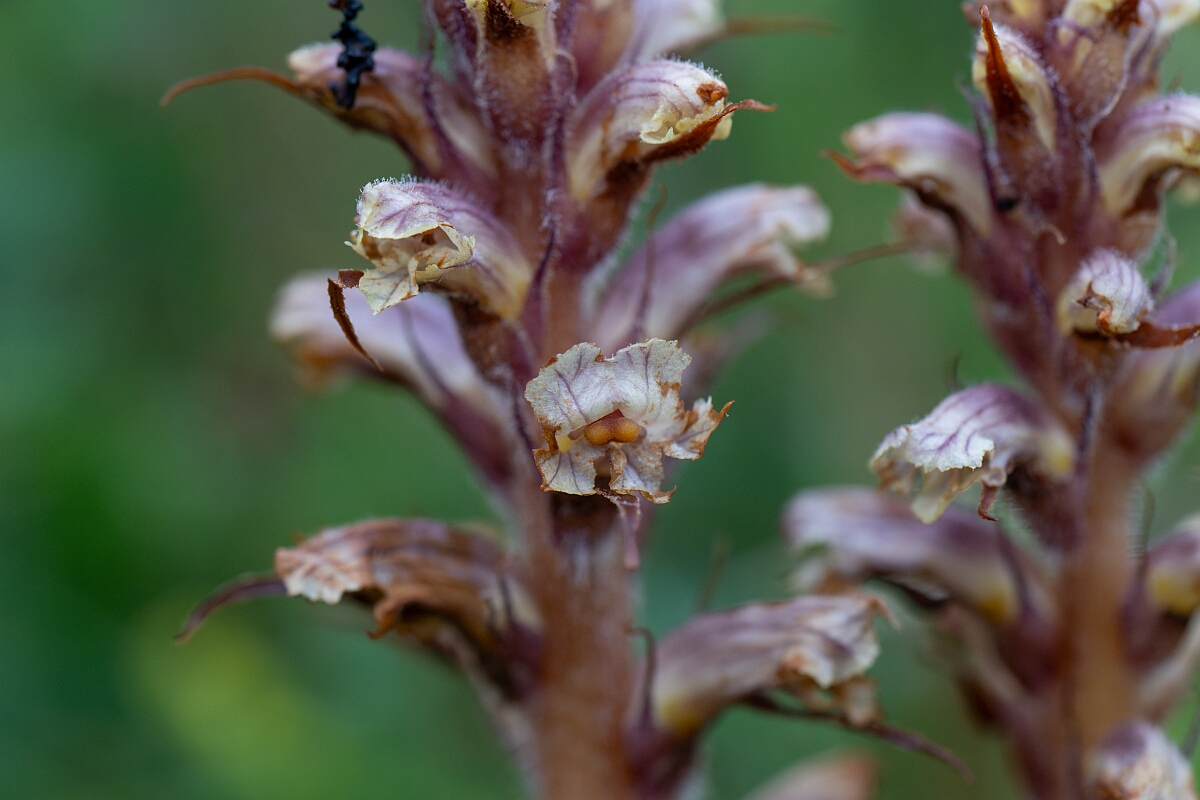 David Plant Photography - Wildlife Photography - Ivy broomrape - H.jpg - Ivy broomrape - Cornwall