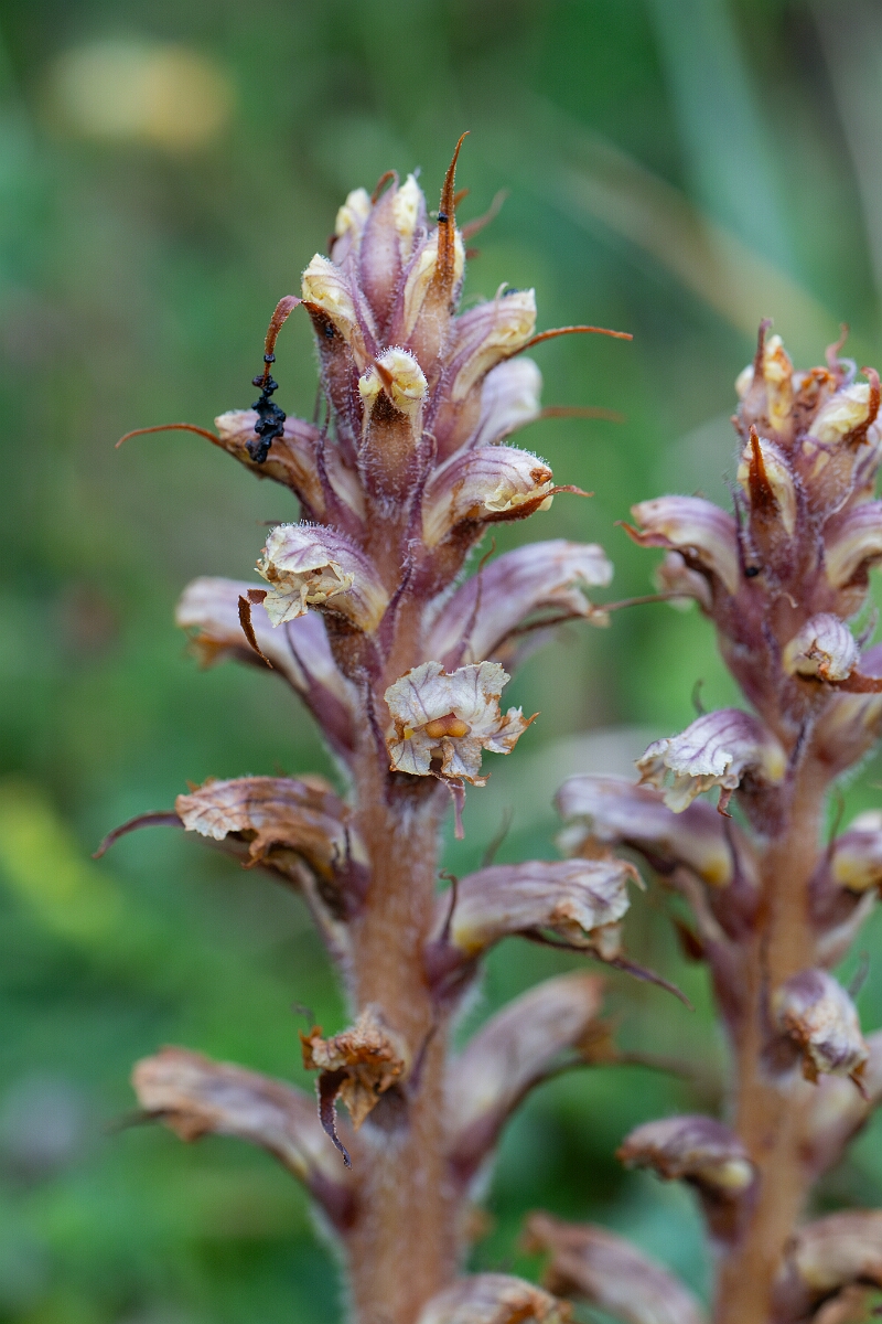 David Plant Photography - Wildlife Photography - Ivy broomrape - I.jpg - Ivy broomrape - Cornwall